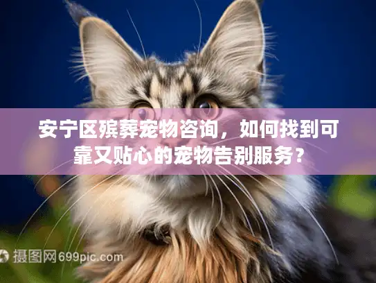 安宁区殡葬宠物咨询，如何找到可靠又贴心的宠物告别服务？