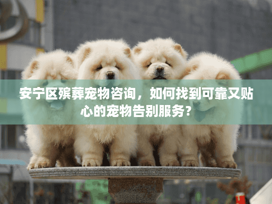 安宁区殡葬宠物咨询，如何找到可靠又贴心的宠物告别服务？