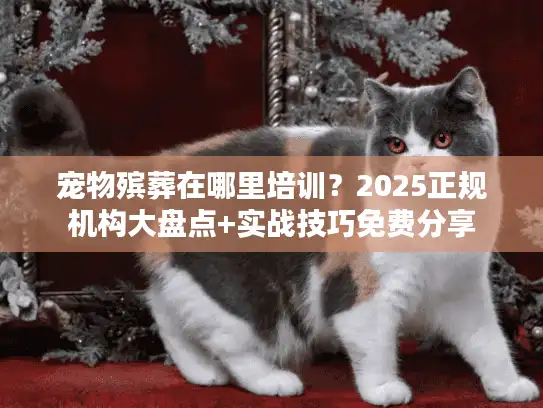 宠物殡葬在哪里培训？2025正规机构大盘点+实战技巧免费分享