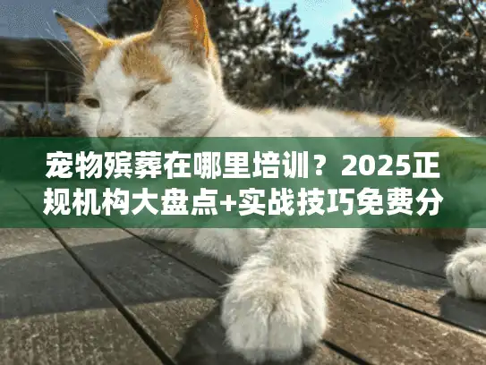 宠物殡葬在哪里培训？2025正规机构大盘点+实战技巧免费分享