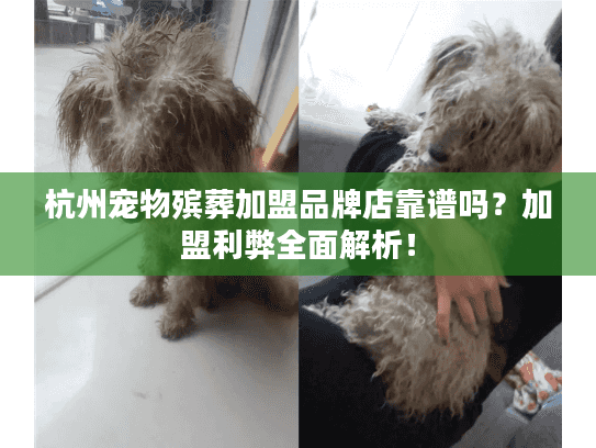 杭州宠物殡葬加盟品牌店靠谱吗？加盟利弊全面解析！