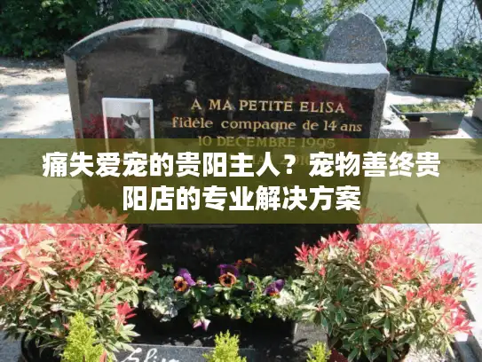 痛失爱宠的贵阳主人？宠物善终贵阳店的专业解决方案