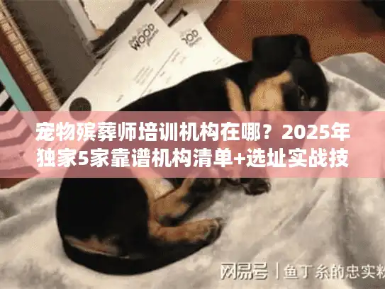 宠物殡葬师培训机构在哪？2025年独家5家靠谱机构清单+选址实战技巧