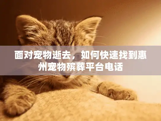 面对宠物逝去，如何快速找到惠州宠物殡葬平台电话