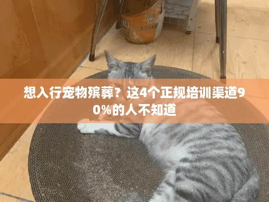 想入行宠物殡葬？这4个正规培训渠道90%的人不知道