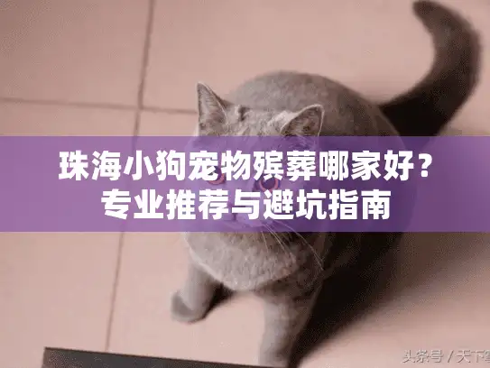 珠海小狗宠物殡葬哪家好?专业推荐与避坑指南 珠海小狗宠物殡葬哪家好?专业推荐与避坑指南