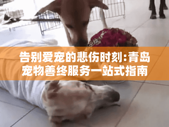 告别爱宠的悲伤时刻:青岛宠物善终服务一站式指南