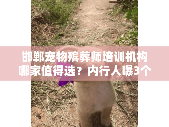 邯郸宠物殡葬师培训机构哪家值得选？内行人曝3个避坑技巧+1个真实入行故事