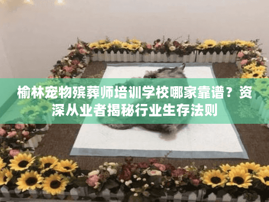 榆林宠物殡葬师培训学校哪家靠谱？资深从业者揭秘行业生存法则