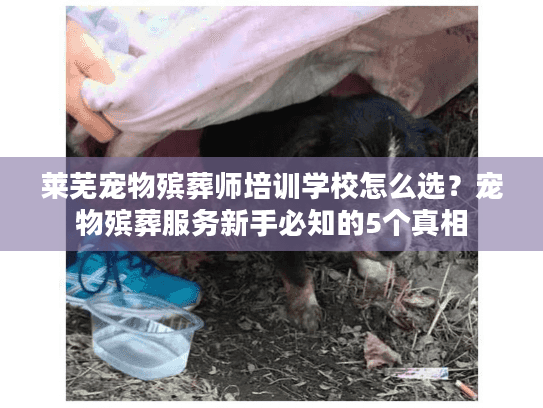 莱芜宠物殡葬师培训学校怎么选？宠物殡葬服务新手必知的5个真相
