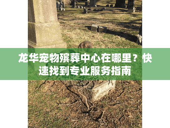 龙华宠物殡葬中心在哪里？快速找到专业服务指南