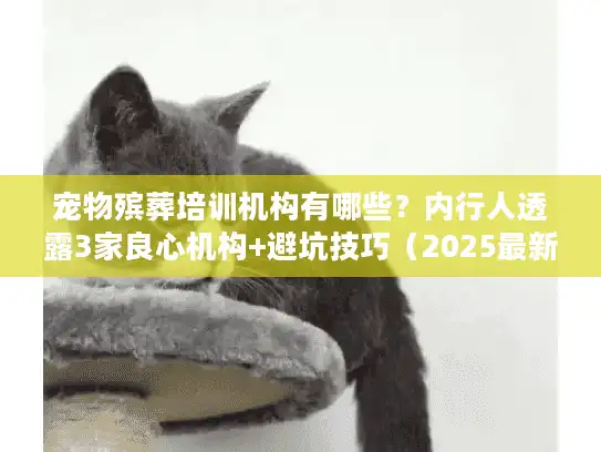 宠物殡葬培训机构有哪些？内行人透露3家良心机构+避坑技巧（2025最新）