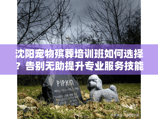 沈阳宠物殡葬培训班如何选择？告别无助提升专业服务技能