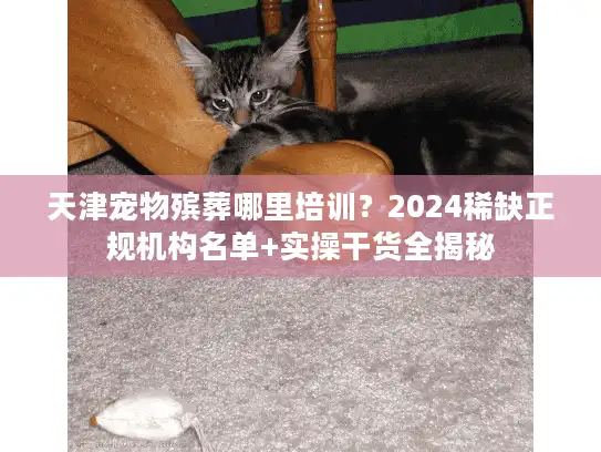 天津宠物殡葬哪里培训？2024稀缺正规机构名单+实操干货全揭秘