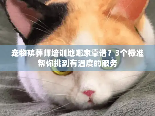 宠物殡葬师培训地哪家靠谱？3个标准帮你挑到有温度的服务