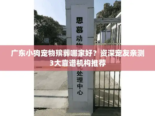 广东小狗宠物殡葬哪家好？资深宠友亲测3大靠谱机构推荐