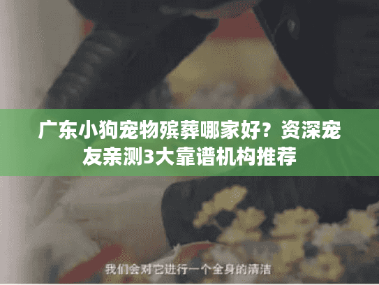 广东小狗宠物殡葬哪家好？资深宠友亲测3大靠谱机构推荐