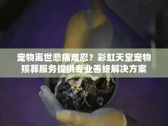 宠物离世悲痛难忍？彩虹天堂宠物殡葬服务提供专业善终解决方案