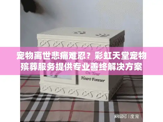 宠物离世悲痛难忍？彩虹天堂宠物殡葬服务提供专业善终解决方案