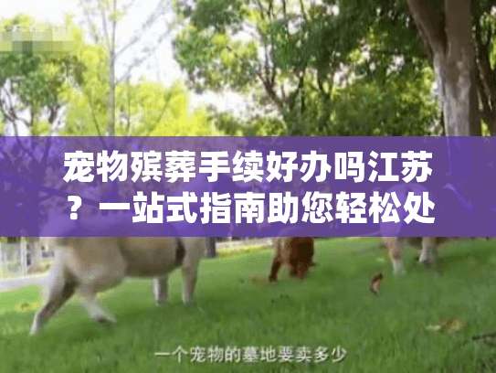 宠物殡葬手续好办吗江苏？一站式指南助您轻松处理宠物身后事