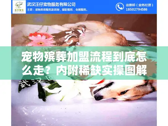 宠物殡葬加盟流程到底怎么走？内附稀缺实操图解析+3个避坑案例！