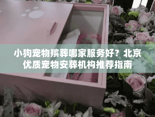小狗宠物殡葬哪家服务好？北京优质宠物安葬机构推荐指南
