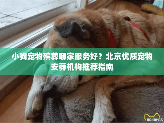 小狗宠物殡葬哪家服务好？北京优质宠物安葬机构推荐指南