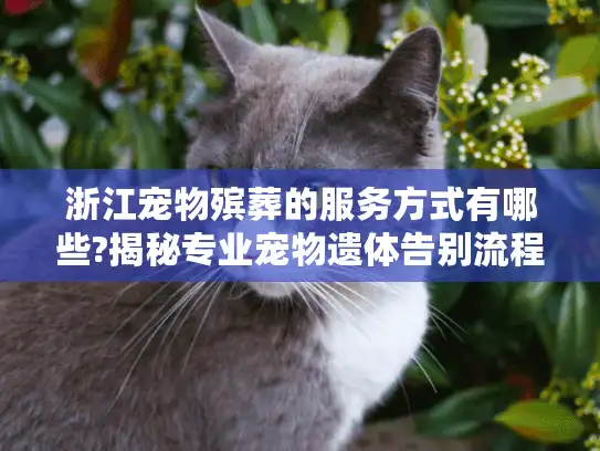 浙江宠物殡葬的服务方式有哪些?揭秘专业宠物遗体告别流程
