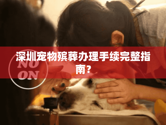 深圳宠物殡葬办理手续完整指南？