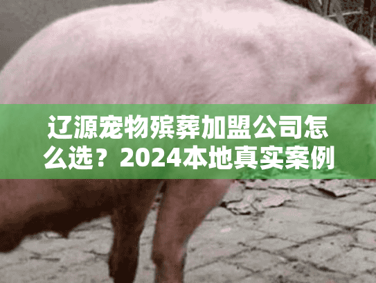 辽源宠物殡葬加盟公司怎么选？2024本地真实案例+避坑要点全揭秘