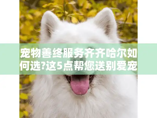 宠物善终服务齐齐哈尔如何选?这5点帮您送别爱宠最后一程