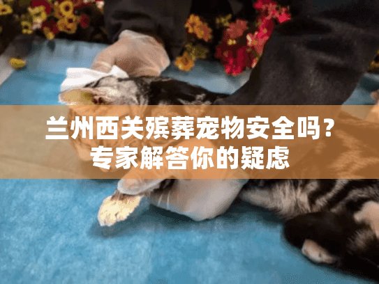 兰州西关殡葬宠物安全吗？专家解答你的疑虑