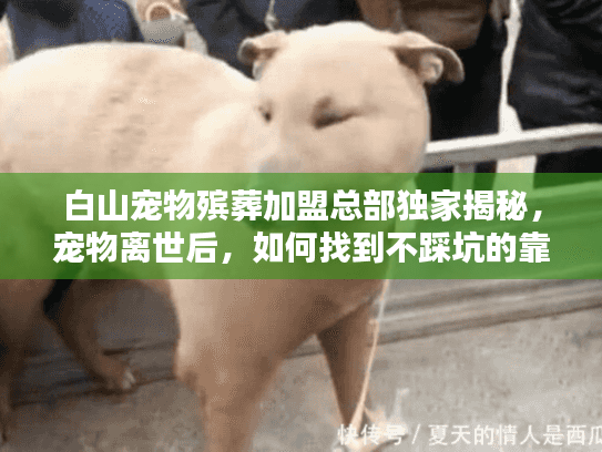 白山宠物殡葬加盟总部独家揭秘，宠物离世后，如何找到不踩坑的靠谱服务？