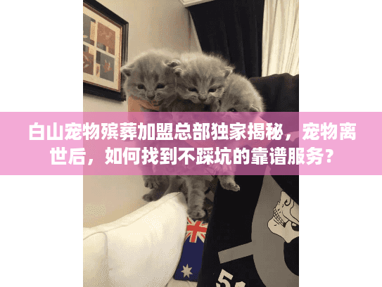 白山宠物殡葬加盟总部独家揭秘，宠物离世后，如何找到不踩坑的靠谱服务？