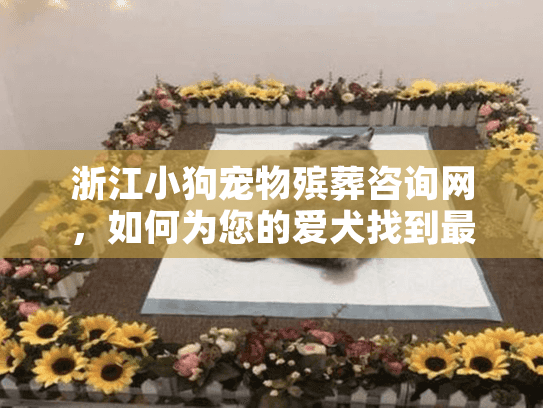 浙江小狗宠物殡葬咨询网，如何为您的爱犬找到最合适的殡葬服务？