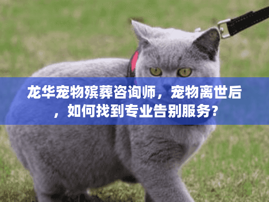龙华宠物殡葬咨询师,宠物离世后,如何找到专业告别服务? 龙华宠物殡葬咨询师,宠物离世后,如何找到专业告别服务?