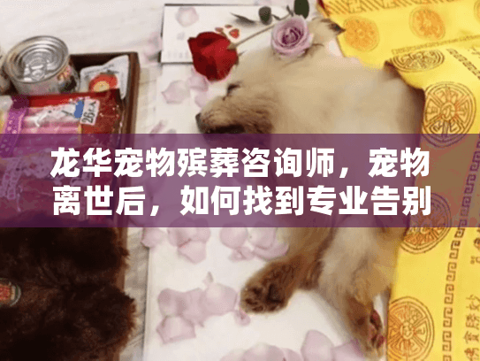龙华宠物殡葬咨询师,宠物离世后,如何找到专业告别服务? 龙华宠物殡葬咨询师,宠物离世后,如何找到专业告别服务?