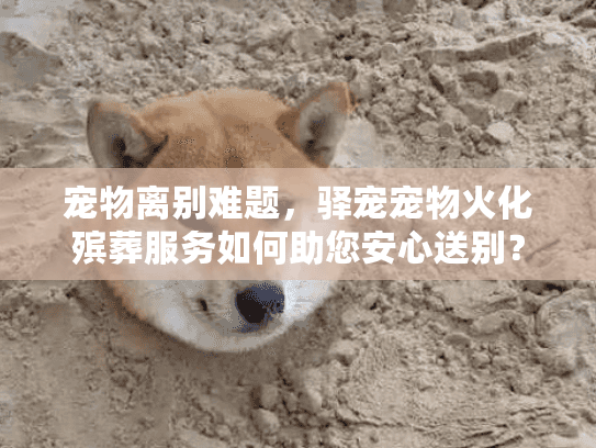 宠物离别难题，驿宠宠物火化殡葬服务如何助您安心送别？