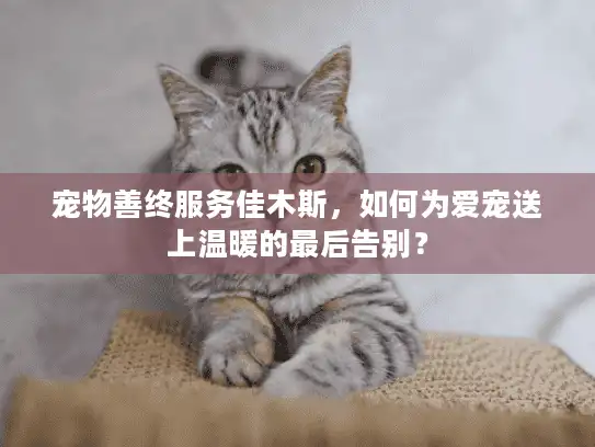 宠物善终服务佳木斯，如何为爱宠送上温暖的最后告别？
