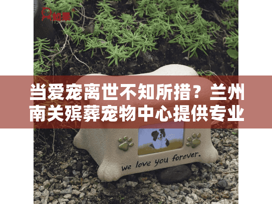 当爱宠离世不知所措?兰州南关殡葬宠物中心提供专业宠物善终服务 当爱宠离世不知所措?兰州南关殡葬宠物中心提供专业宠物善终服务
