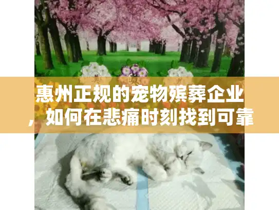 惠州正规的宠物殡葬企业，如何在悲痛时刻找到可靠安心的服务？