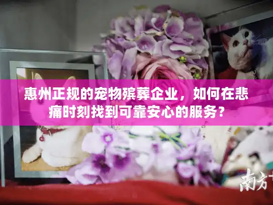 惠州正规的宠物殡葬企业，如何在悲痛时刻找到可靠安心的服务？
