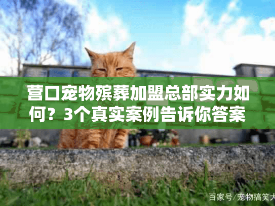 营口宠物殡葬加盟总部实力如何？3个真实案例告诉你答案！