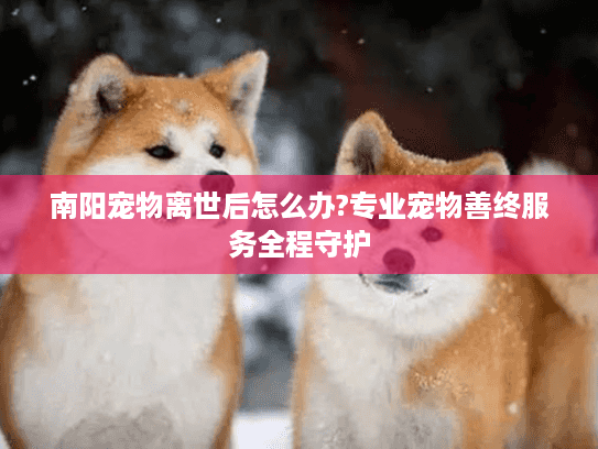 南阳宠物离世后怎么办?专业宠物善终服务全程守护