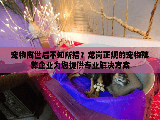 宠物离世后不知所措？龙岗正规的宠物殡葬企业为您提供专业解决方案