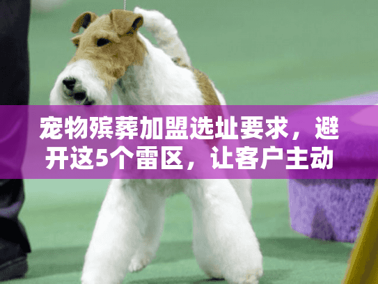 宠物殡葬加盟选址要求，避开这5个雷区，让客户主动找上门（2025年实战案例）