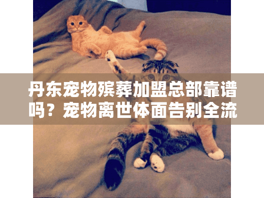 丹东宠物殡葬加盟总部靠谱吗？宠物离世体面告别全流程+创业内幕