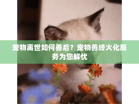 宠物离世如何善后?宠物善终火化服务为您解忧 宠物离世如何善后?宠物善终火化服务为您解忧