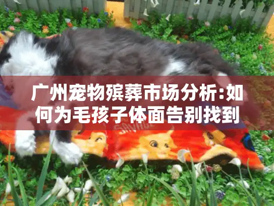 广州宠物殡葬市场分析:如何为毛孩子体面告别找到靠谱服务?