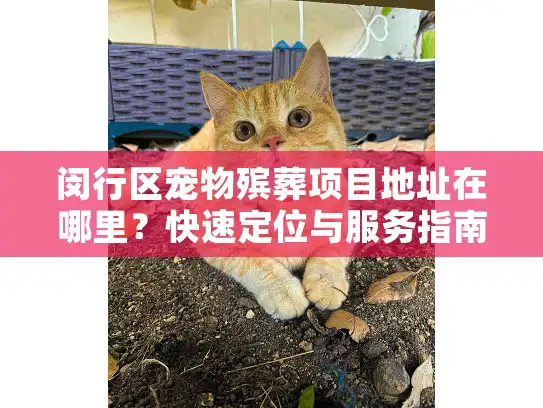 闵行区宠物殡葬项目地址在哪里？快速定位与服务指南